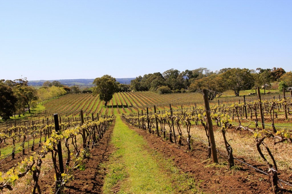 Battle of Bosworth c.2015 - photo by The Wine Idealist