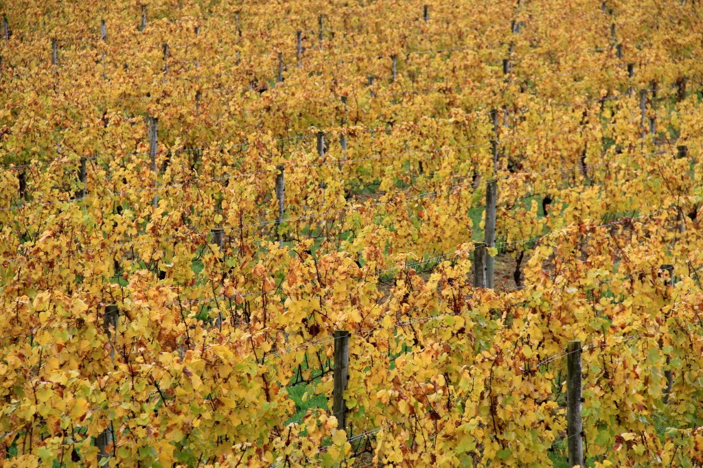 Moutere Chardonnay - photo by The Wine Idealist