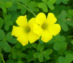 Oxalis pes-caprae, Israel