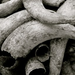 ‘Slow Down. Skill Up.’ How to Convert to Biodynamics…