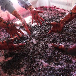 ‘Go For The O!’ – Rosnay, Canowindra, NSW